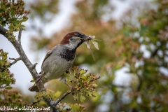 House Sparrow on Branch with Damselflies in Beak Front View