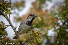 House Sparrow on Branch with Damselflies in Beak Front View