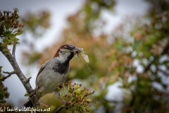 House Sparrow on Branch with Damselflies in Beak Front View