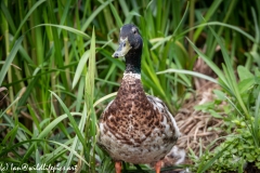 Male Mallard Duck Front View