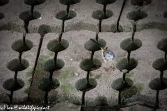 Grey Wagtail Under Bridge on Concrete Blocks Front View