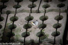 Grey Wagtail Under Bridge on Concrete Blocks Front View