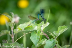 Green and Blue Damselflies Mating on Leaf Side View