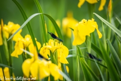 Blue Green Damselfly on Yellow Flower Side View