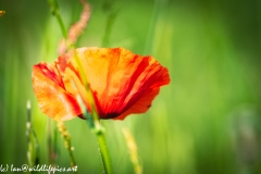 Red Poppy