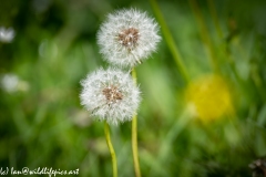 Dandelion Seeds