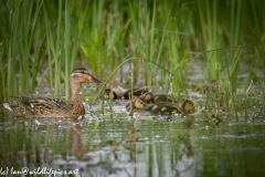 Female Mallard Duck and Chicks on Water