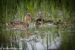 Female Mallard Duck and Chicks on Water