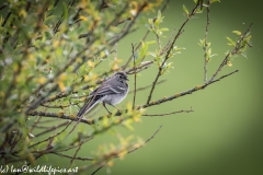 Pied Wagtail on Branch Side View