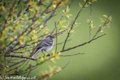 Pied Wagtail on Branch Side View