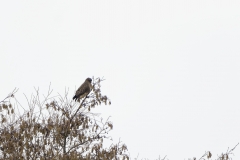 Female Marsh Harrier