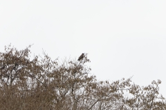 Female Marsh Harrier