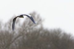 Grey Heron in Flight