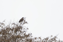 Female Marsh Harrier