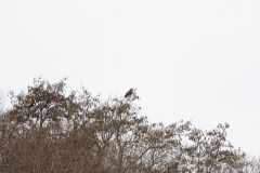 Female Marsh Harrier