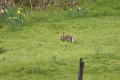 Wild Rabbit