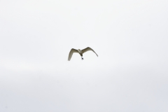 Great White Egret in Flight