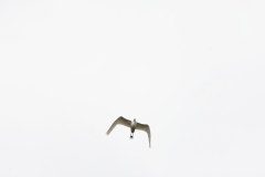 Great White Egret in Flight