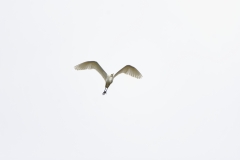 Great White Egret in Flight