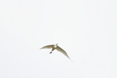 Great White Egret in Flight