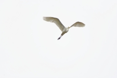 Great White Egret in Flight