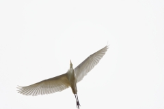 Great White Egret in Flight