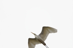 Great White Egret in Flight