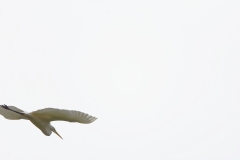 Great White Egret in Flight