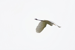 Great White Egret in Flight