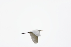 Great White Egret in Flight