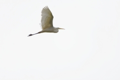 Great White Egret in Flight