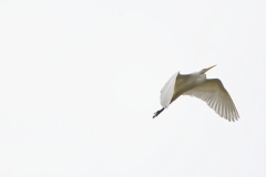 Great White Egret in Flight