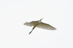 Great White Egret in Flight