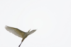 Great White Egret in Flight