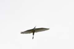 Great White Egret in Flight