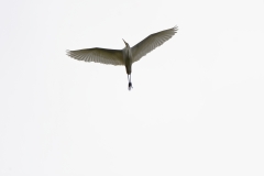 Great White Egret in Flight