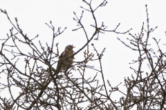 Fieldfare