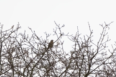 Fieldfare