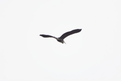 Grey Heron in Flight