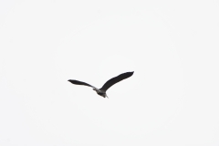 Grey Heron in Flight