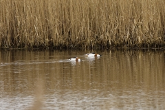 Male & Female Shelduck