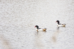 Male & Female Shelduck