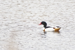 Male Shelduck