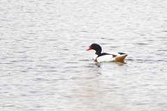 Male Shelduck