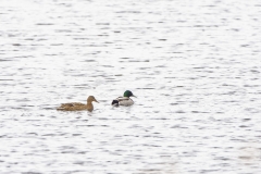 Male & Female Mallard