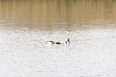 Male & Female Shelduck