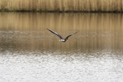 Pink-footed Goose in Flight