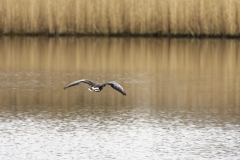 Pink-footed Goose in Flight