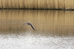 Pink-footed Goose in Flight