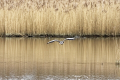 Pink-footed Goose in Flight